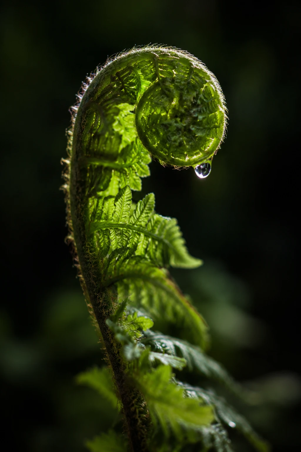 AI-assisted photographic study — botanical